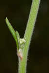 Longleaf buckwheat